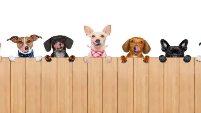 A funny row of different dogs behind a wooden fence.