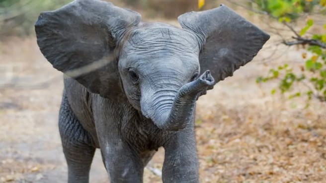 An elephant cub.