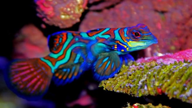 A mandarin fish swimming in the sea.