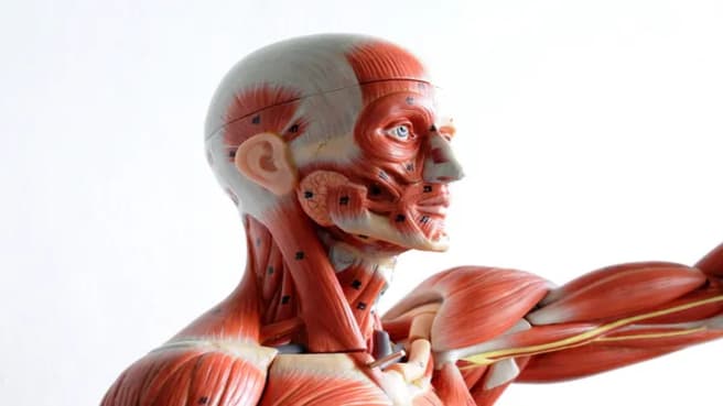 Human body anatomy and physiology model.