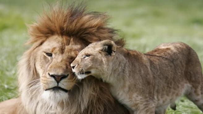 Mufasa and Simba from the Lion King Movie.