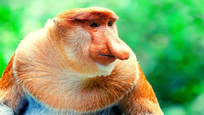 A Proboscis Monkey