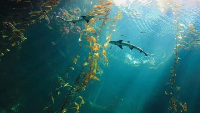 Sharks in the deep blue ocean.