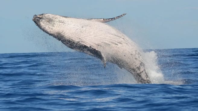 Sea animals - whale