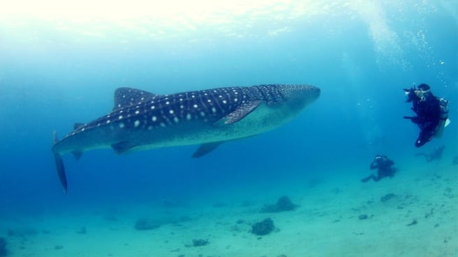 A whale shark is swimming near divers that take his picture underwater.