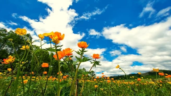 A field of orange flowers blooming in the spring.