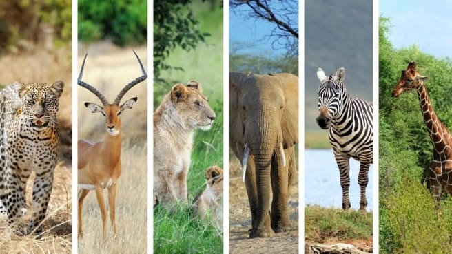 6 African animals: Leopard, Impala, Lion, Elephant, Zebra, and Giraffe.