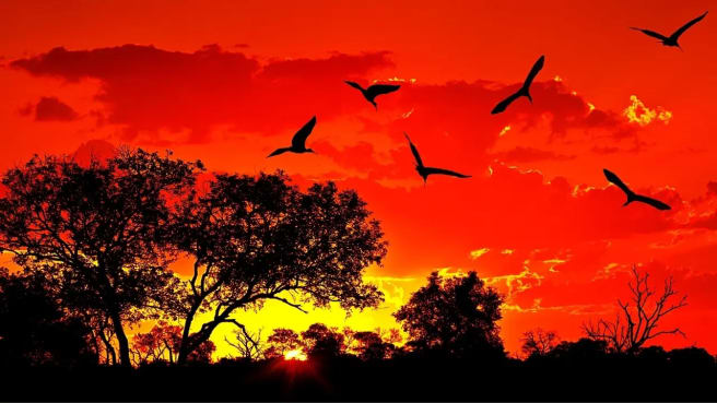African landscape in the sunset.