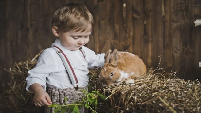 A young boy is petting a small rabbit.