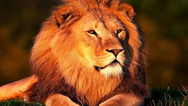 Animal Trivia Quiz Games (Can You Win?) | Quiz Beez Animal Trivia Quiz Games (Can You Win?) | Quiz Beez