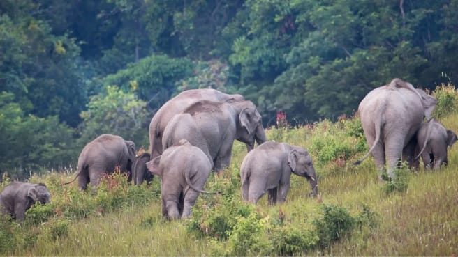 Asian animals - Asian elephants.
