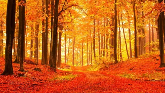 A forest in the autumn with many red leaves.