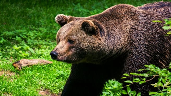 A brown grizzly bear.