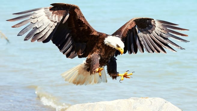 A bald eagle flying with its wings spread.