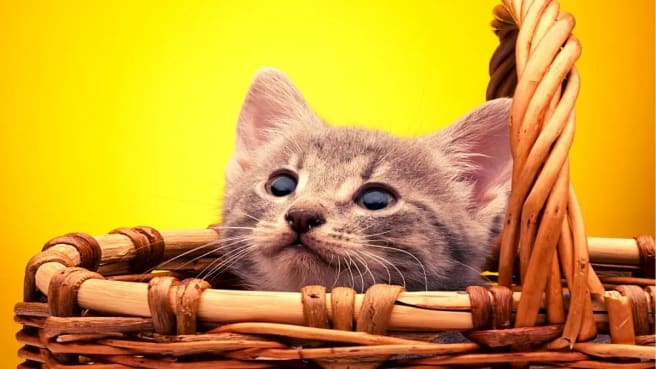 A cute kitten in a cat's basket.