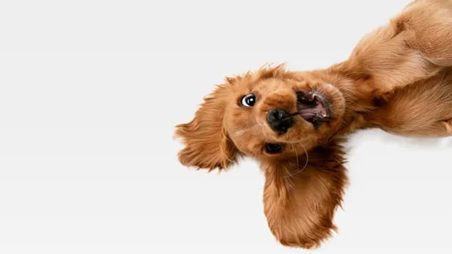 Funny dog in a very funny picture. The dog is popping from the right side.