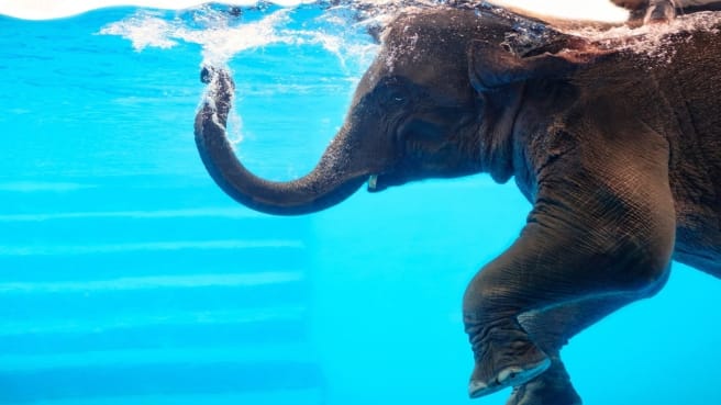 An elephant swims in the blue sea.