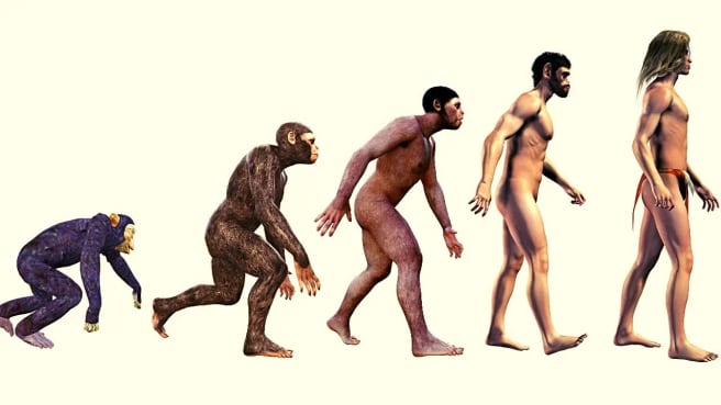 Human evolution