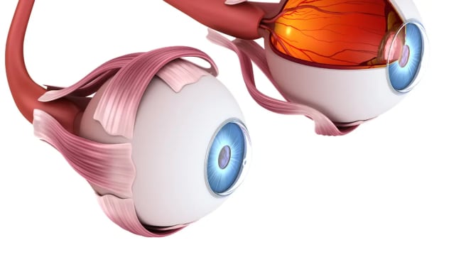 Two human eyes model.
