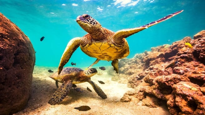 Sea animals - fish and turtles.