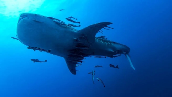 Guess the animal - Whale Shark