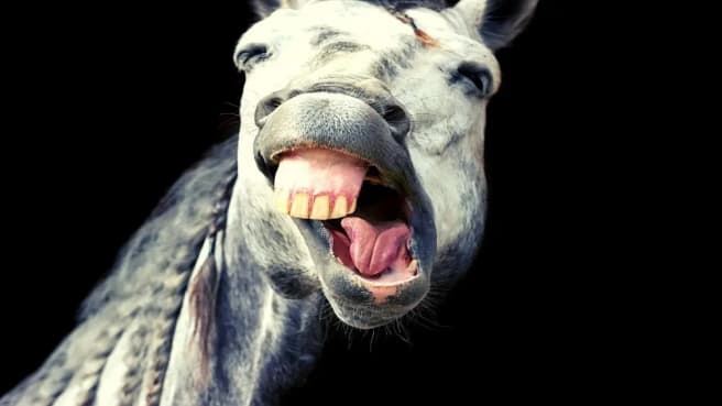 A funny face of a horse.