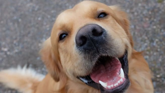 Guess the dog breed - A smiling brown dog