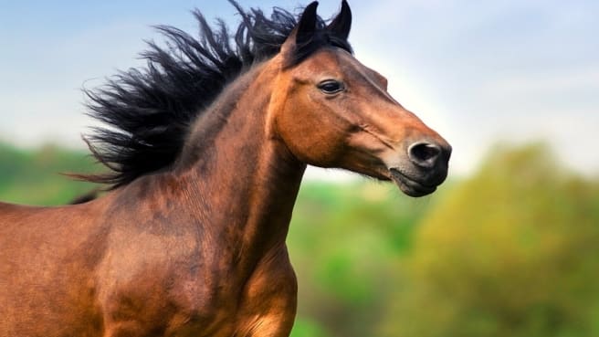 A beautiful brown horse