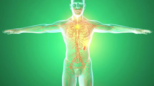 The skeletal system of the human body.