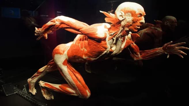 A human body in a running posture from the human anatomy exhibition.