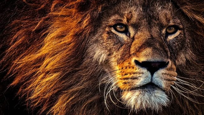 Mufasa - the father of Simba from the Lion King Movie, in a close-up shot of his face.