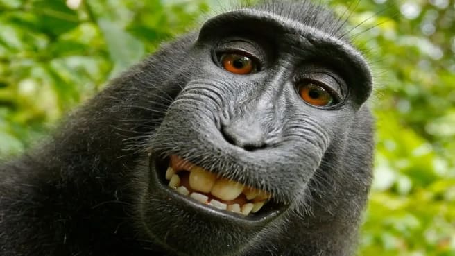 A funny Monkey is smiling in nature.
