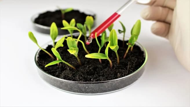 Growing plants in a lab to research Organic Chemistry.