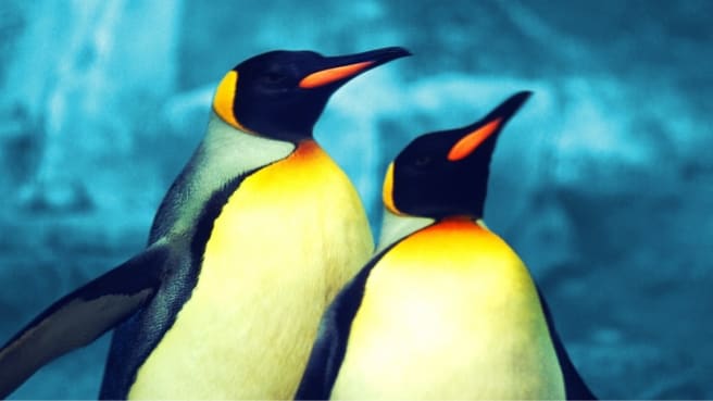 Emperor Penguins.