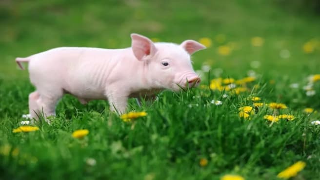 A piglet.