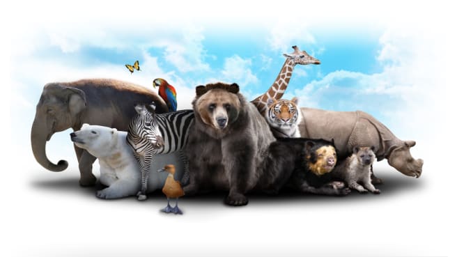 Many African Animals