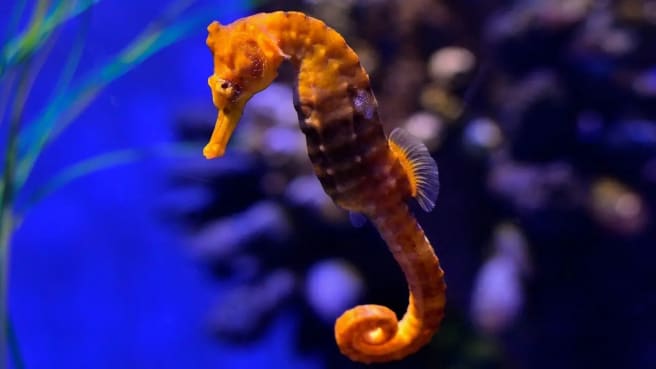 Sea animals - fascinating yellow sea horse