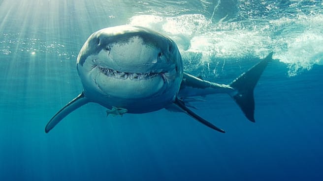 A great white shark swimming looks like he is smiling.