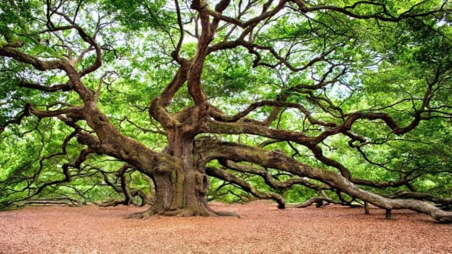 An ancient old tree with very big branches.