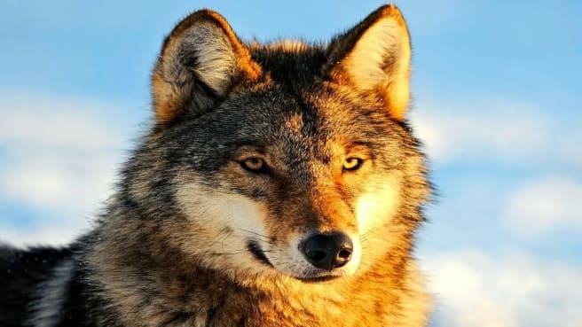 A grey wolf in the snow.