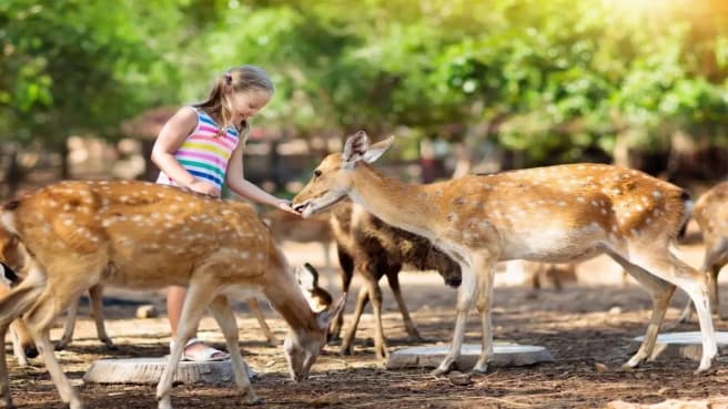 A young girl is feeding small deers.