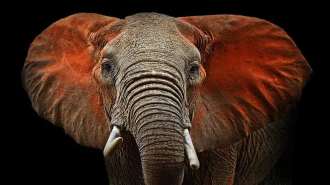 Beautiful African elephant.