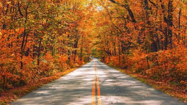 A road during the autumn with many red leaves.