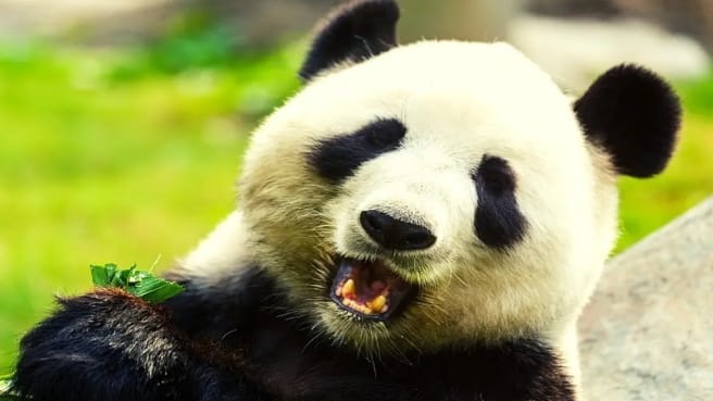 Panda Bear.