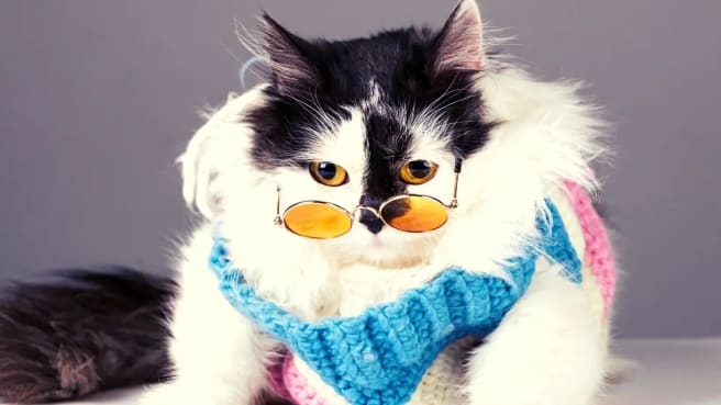 A cute black and white cat with glasses.