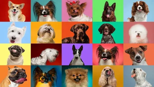A collage of many dogs with a colorful background.