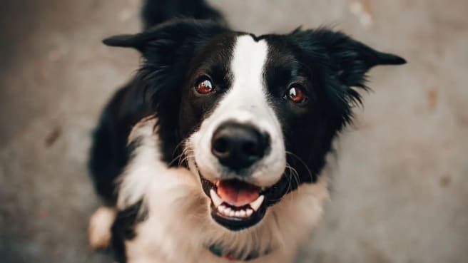 A smiling dog