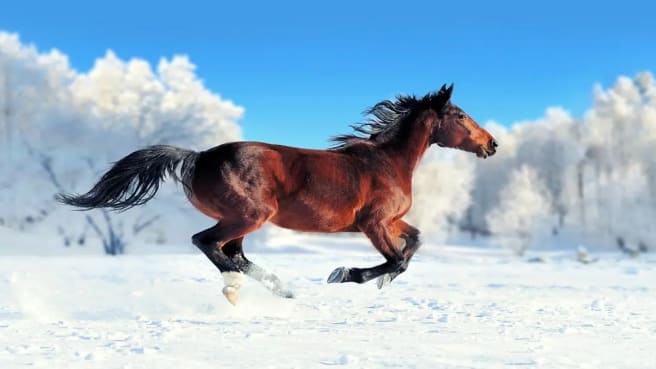 A brown horse is running in the snow.