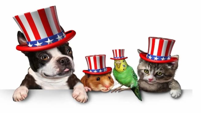Dog, hamster, parrot, and a cat - all are lovely pets.