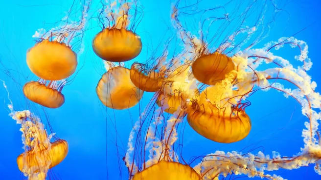 Sea animals - Yellow Jellyfish